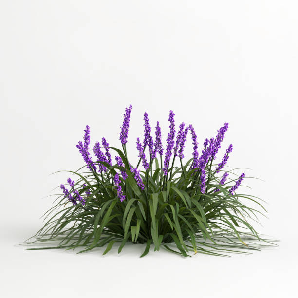 Product: Liriope (Liriope spicata)